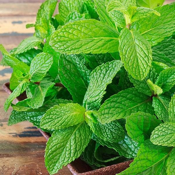 Lá bạc hà giúp trị mụn lưng cho bà bầu