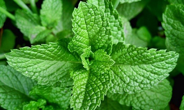Những mẹo giúp xóa bọng mắt sau sinh dễ dàng